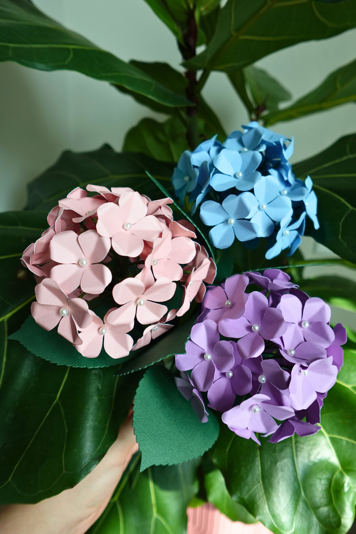 Hydrangeas