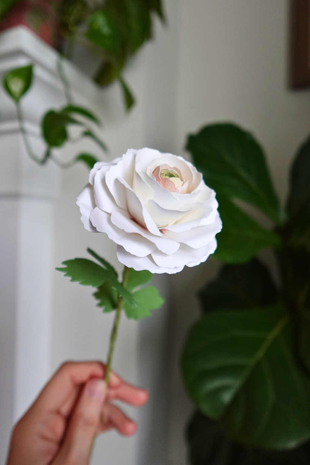 Ranunculus
