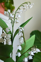 Lily of the Valley