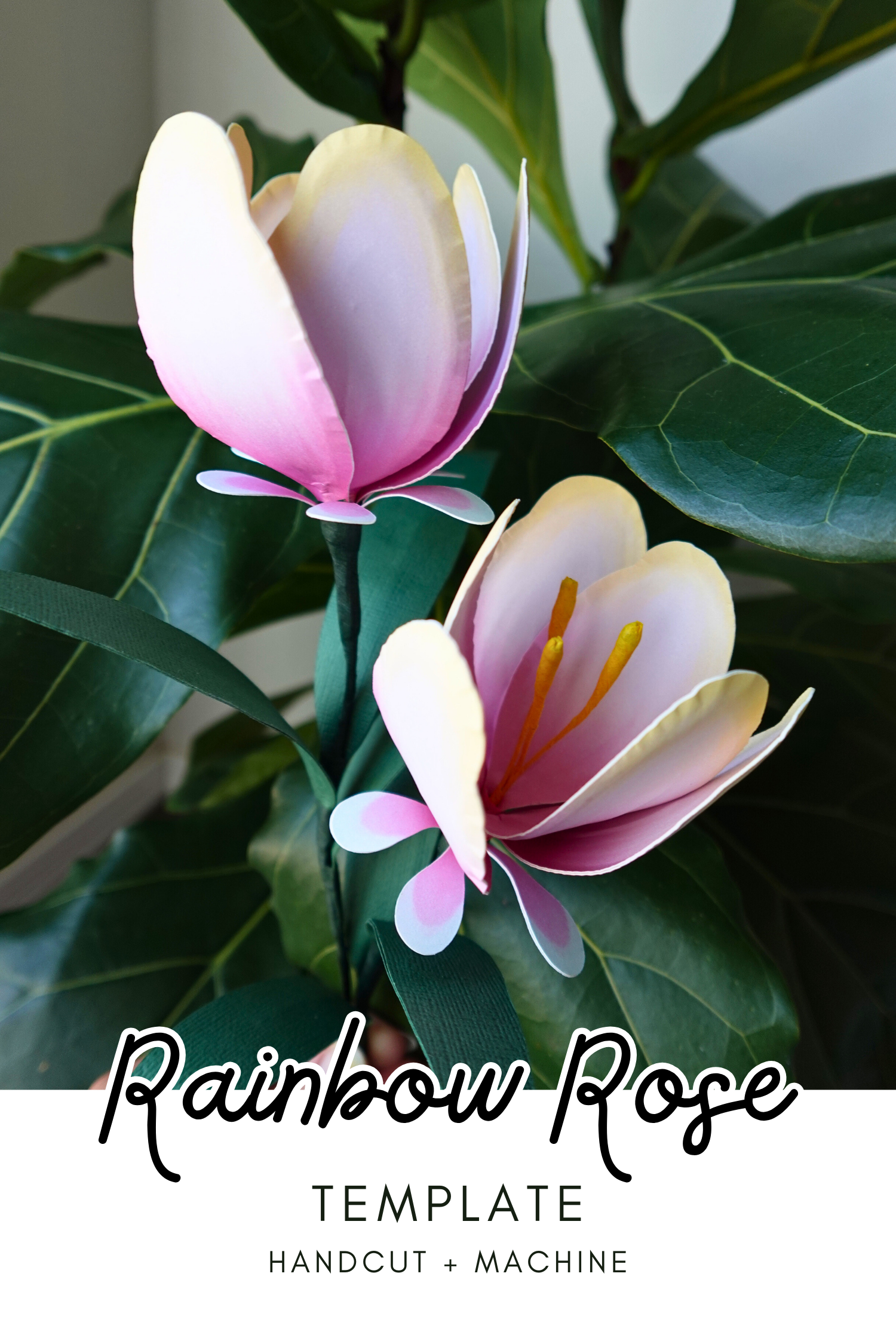 Rainbow Rose - Genshin Impact
